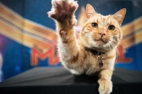 46bc775c-390c-4f1d-a76f-846ed43cfd24-XXX_Reggie_the_cat_20190222_USA_djm_0020