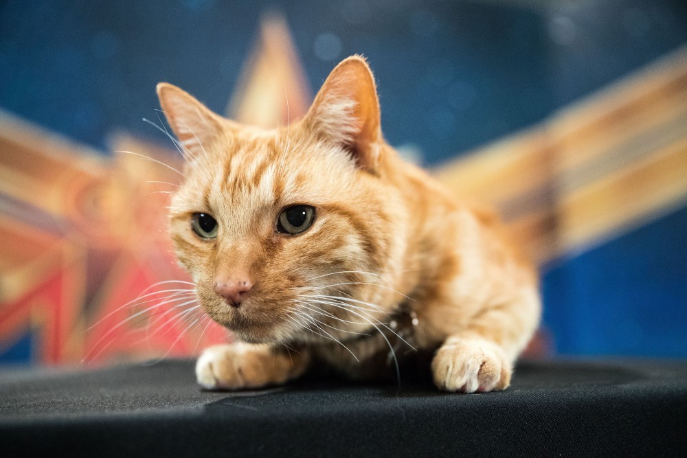 74e50091-011d-4c89-bb10-ef29e4f5a202-XXX_Reggie_the_cat_20190222_USA_djm_0022