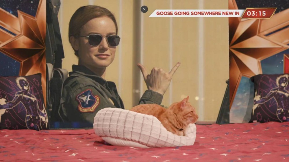 Goose-the-cat-1280x720
