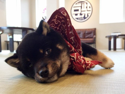 180320112818-5ab071c218799_l