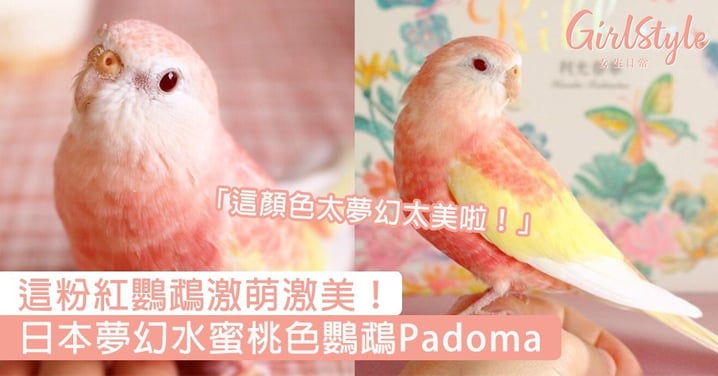 這粉紅鸚鵡激萌激美！日本夢幻水蜜桃色鸚鵡Padoma，網民集體直呼：太夢幻啦～
