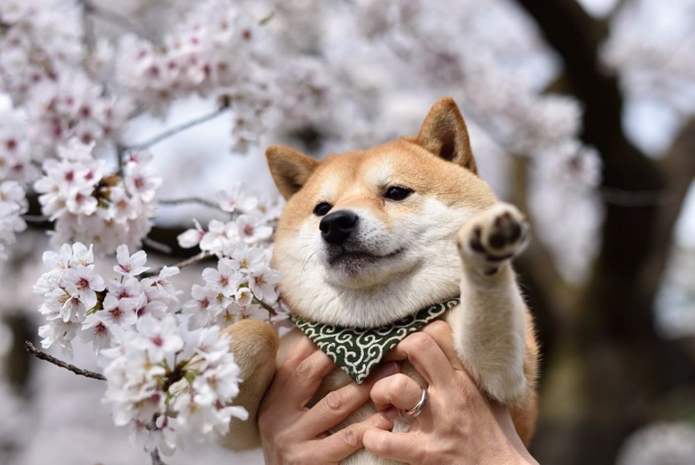 54512651_2311460325739131_1572571126874640646_n