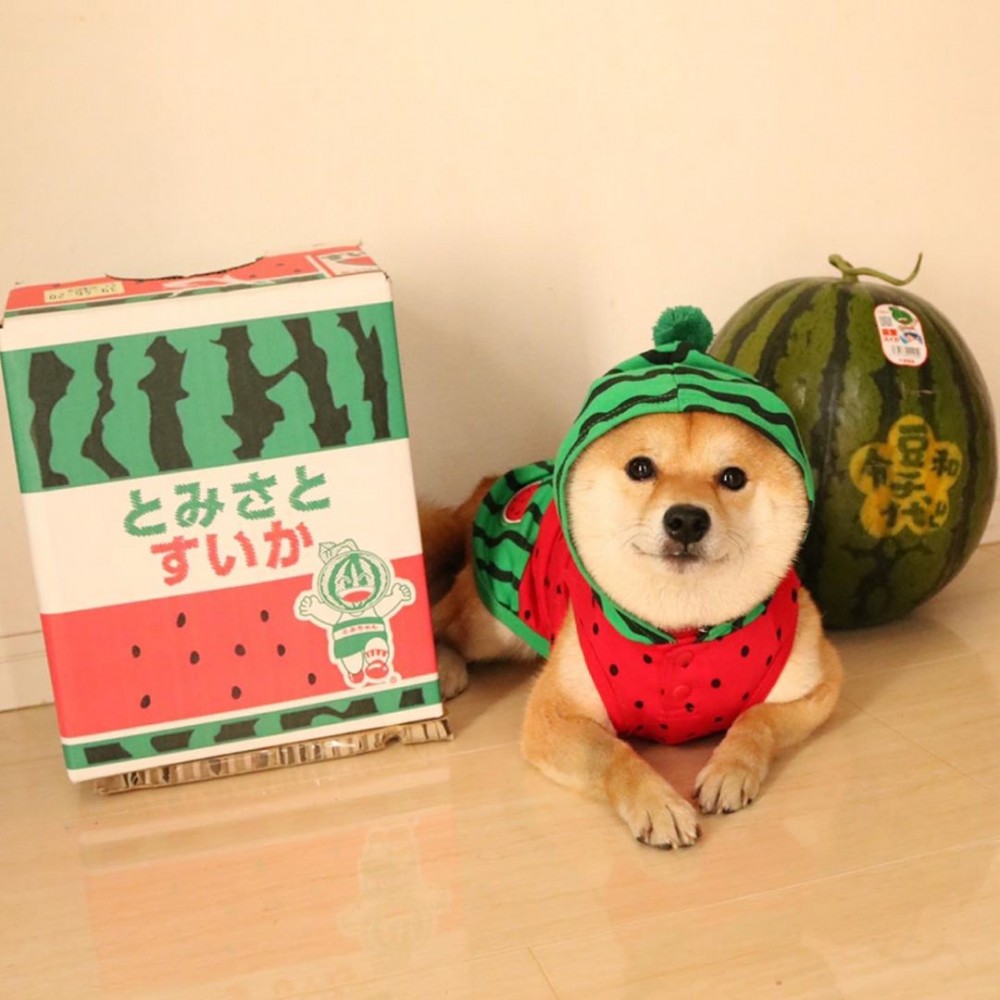 60813568_445470092922000_2493273593405601077_n