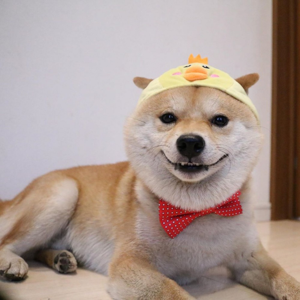 61599344_424373124813736_2824766729176574585_n