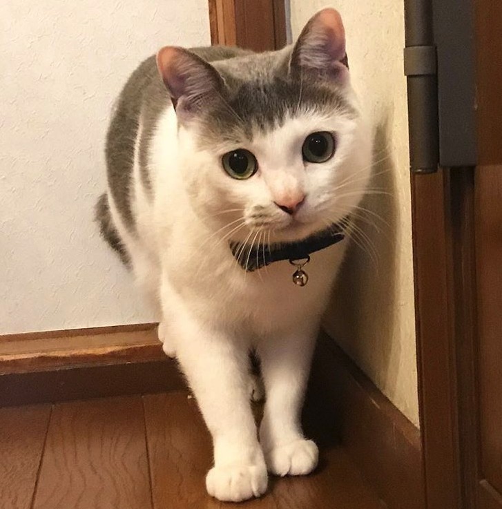 Screen Shot 2019-07-12 at 5.26.21 PM