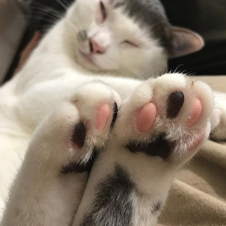 Screen Shot 2019-07-12 at 5.27.33 PM