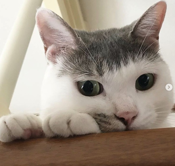 Screen Shot 2019-07-12 at 5.28.01 PM