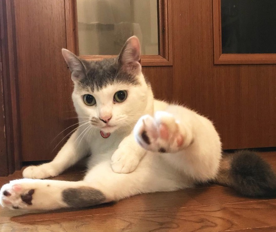 Screen Shot 2019-07-12 at 5.28.34 PM