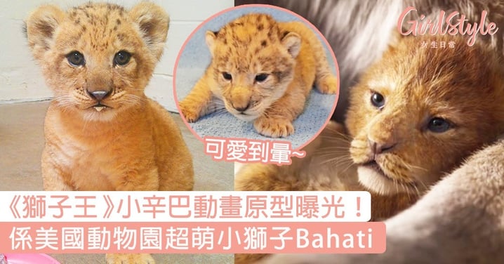 小奶貓咁可愛！《獅子王》小辛巴動畫原型曝光，係美國動物園超萌小獅子Bahati！