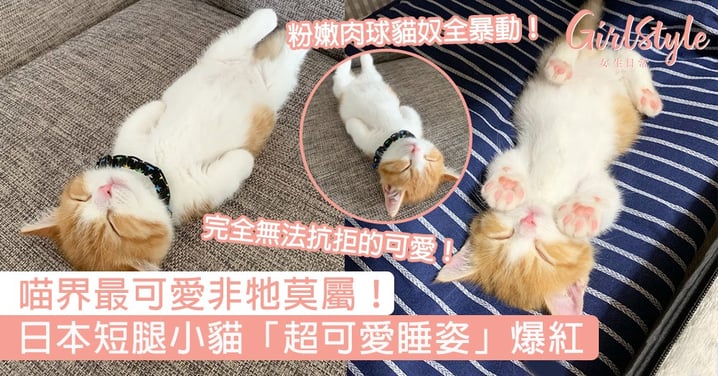 網友一看秒融化：根本喵界瑰寶！日本短腿小貓「超可愛睡姿」爆紅，超粉嫩肉球讓貓奴全暴動！