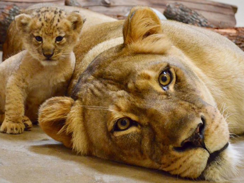 cub-and-lion