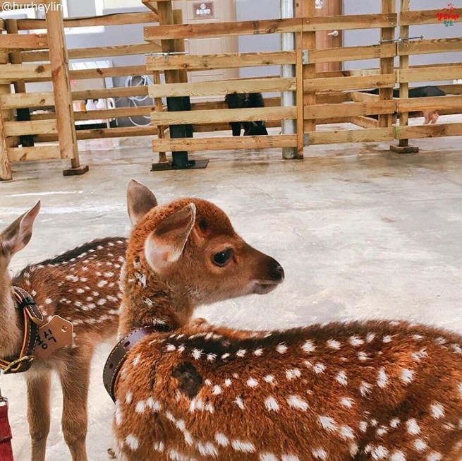 螢幕截圖 2019-08-13 上午11.52.03