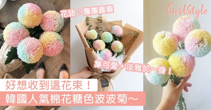 韓國人氣棉花糖色波波菊！集可愛＋淡雅於一身的花朵就是它～