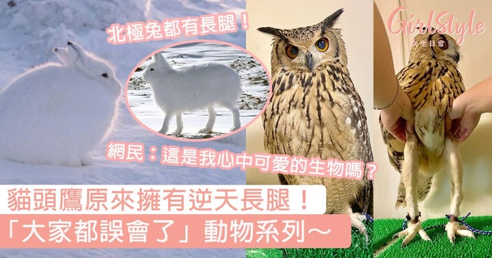 貓頭鷹原來擁有逆天長腿！「大家都誤會了」動物系列，網民：這是我心中可愛的生物嗎？