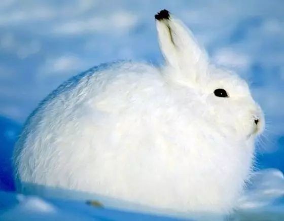 v2-6b6dd5d6bcc16ea880040d790617555c_hd