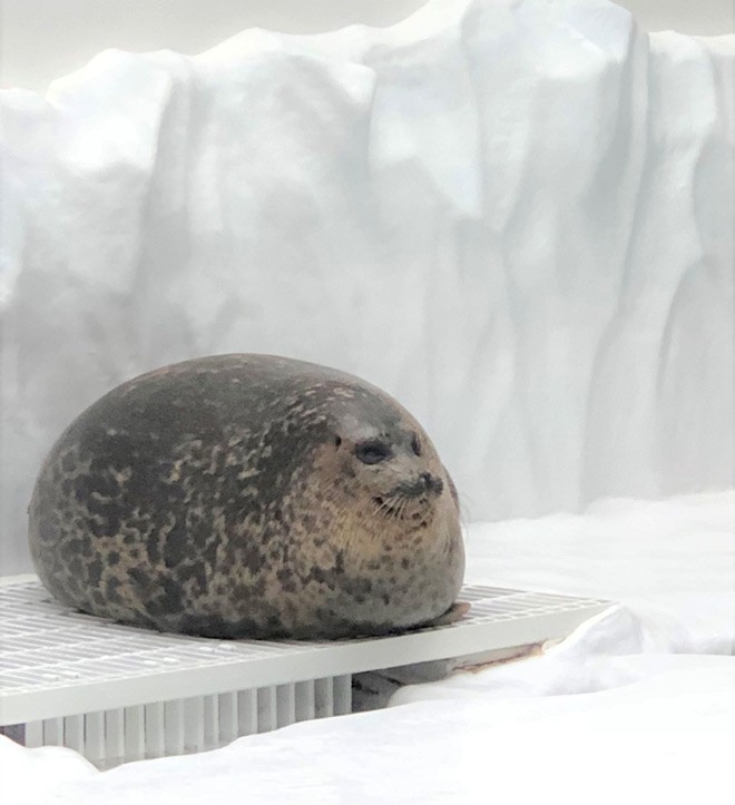 yukimannmaru