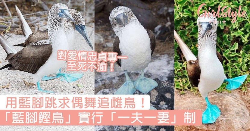 用藍腳跳求偶舞追雌鳥 藍腳鰹鳥 實行 一夫一妻 制 對愛情忠貞專一至死不渝 Girlstyle 女生日常
