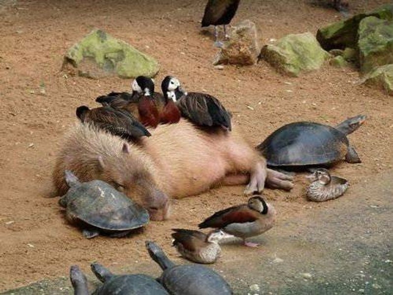 水豚與其他動物的友好照片