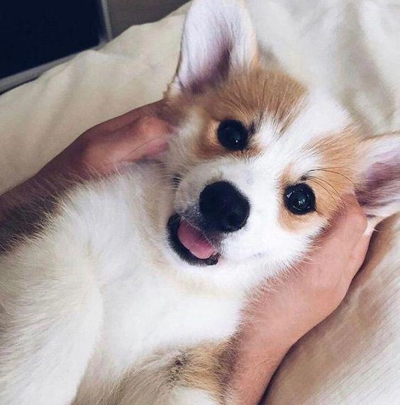 96192e9b2ccad76a3b664e76dc9be9b4