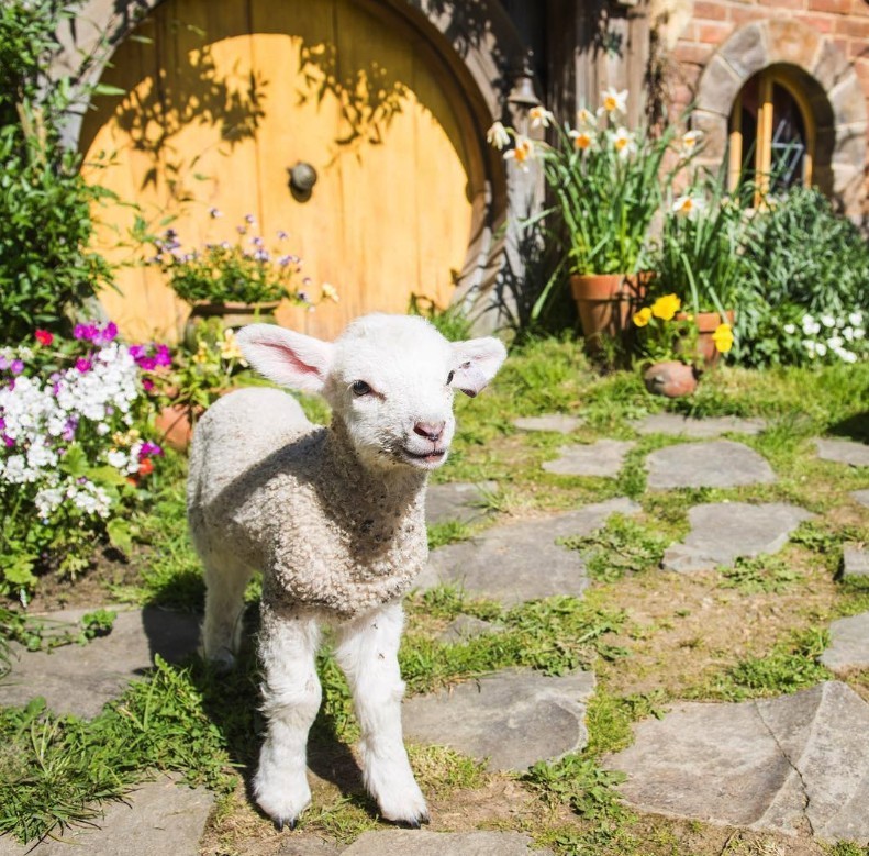 Screen Shot 2019-09-11 at 3.51.51 PM