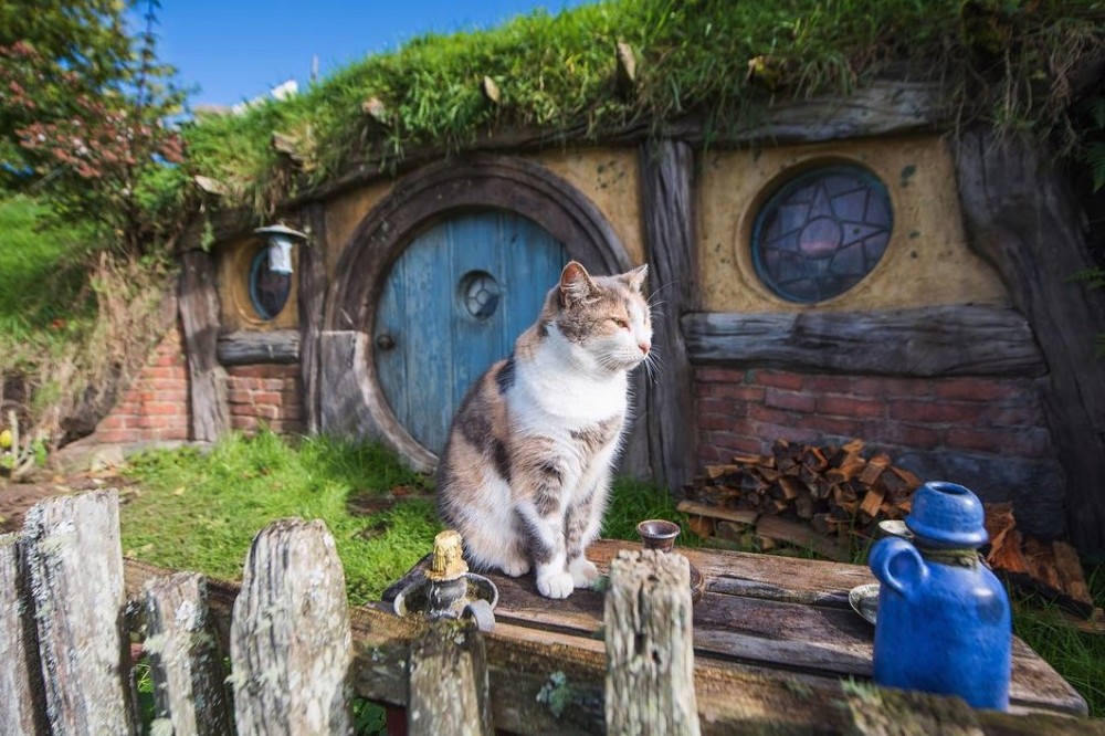 Screen Shot 2019-09-11 at 3.59.40 PM