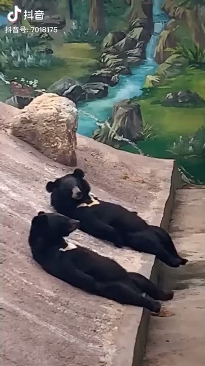 ScreenShot-VideoID-Vl52Y718Mms-TimeS-0 (1)