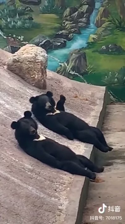 ScreenShot-VideoID-Vl52Y718Mms-TimeS-5