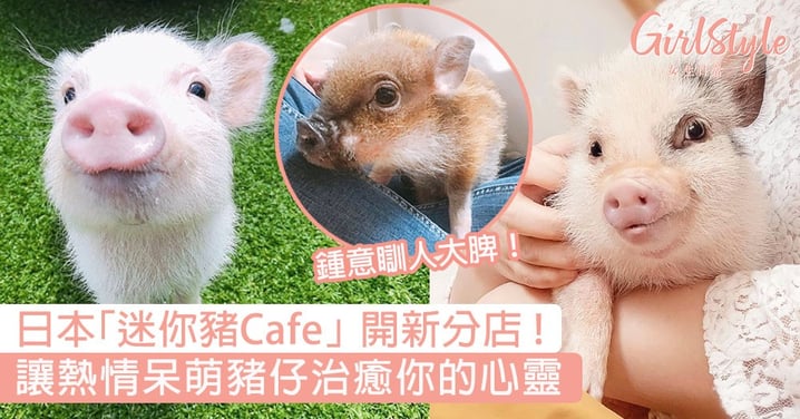 日本「迷你豬Cafe」開新分店！讓超萌豬仔治癒你的心靈，快去探望牠們吧！