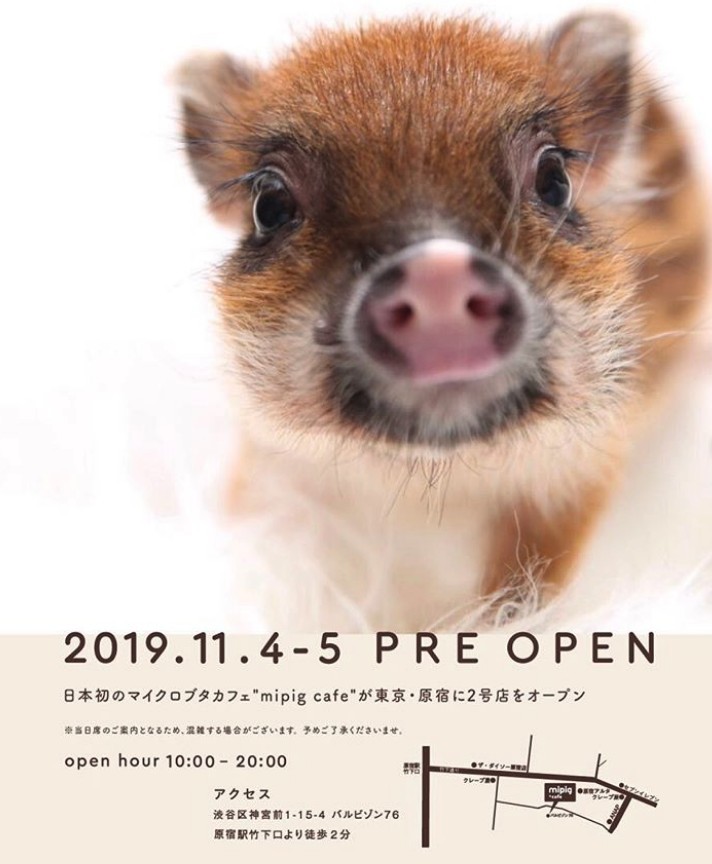 日本東京的迷你豬Cafe