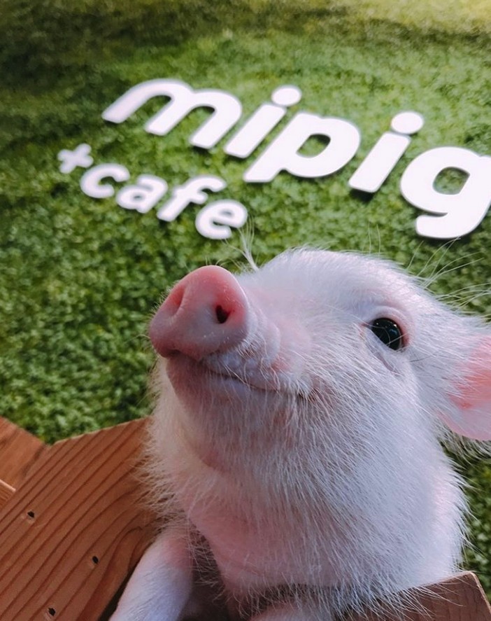 Mipig Cafe 迷你豬Cafe
