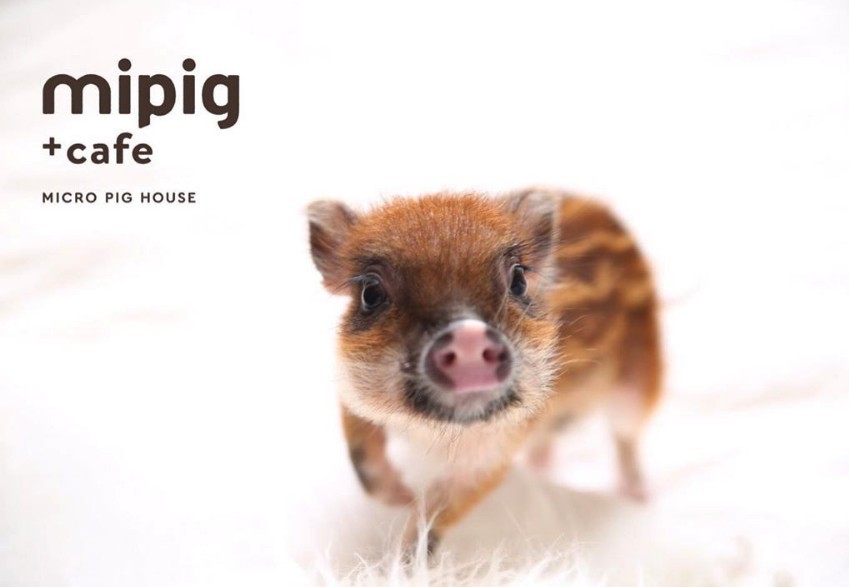 「Mipig Cafe」預計今年11月於原宿開設第二間分店