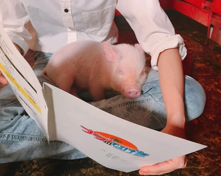 小豬