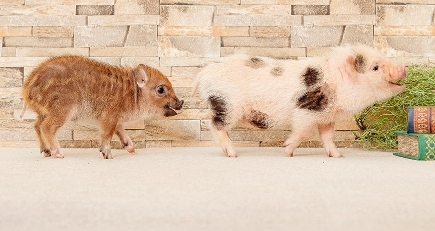 Mipig Café