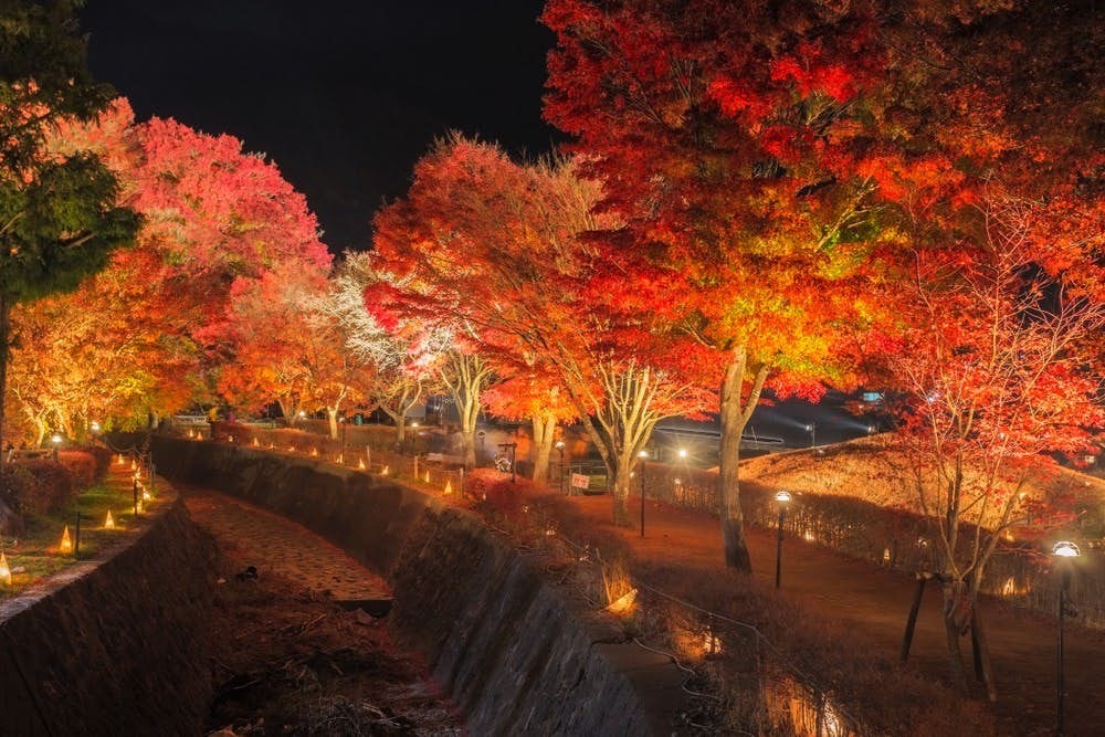 日本河口湖紅葉迴廊