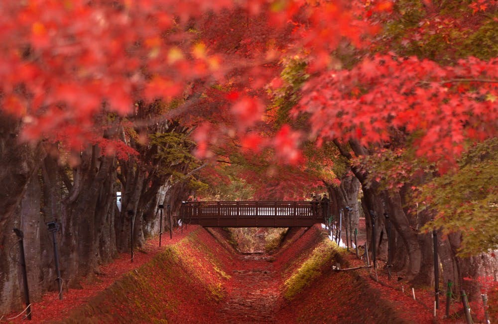2019日本賞楓必去紅葉迴廊