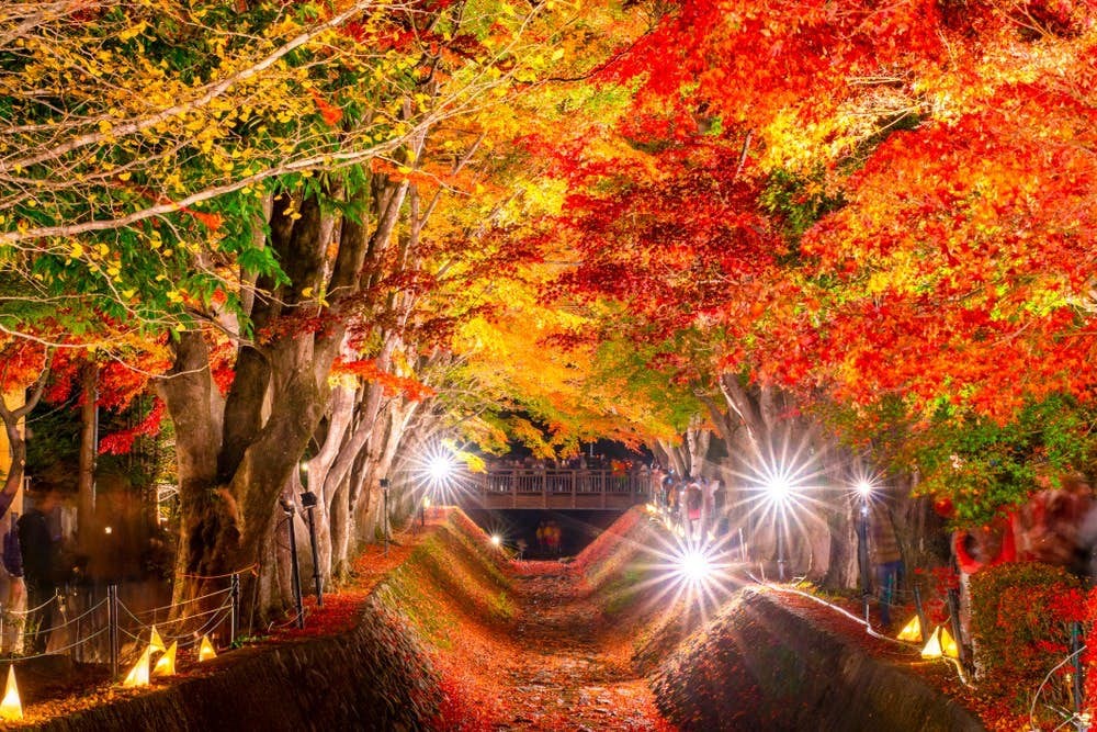 2019東京富士河口湖紅葉祭