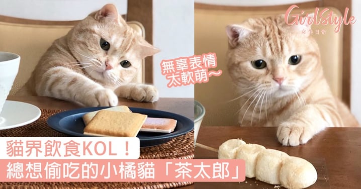貓界飲食KOL！日本小橘貓「茶太郎」，總想偷吃的委屈小表情太萌〜