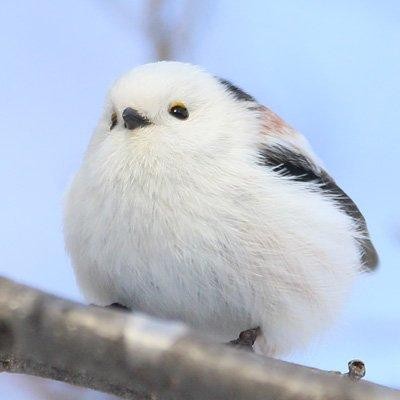 肥到飛唔起銀喉長尾山雀