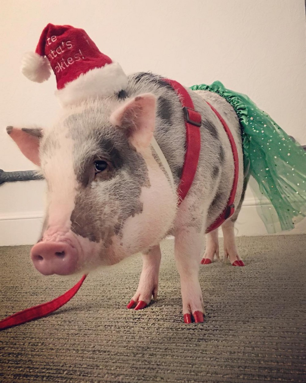 有時還會穿上不同的節日服飾,如新年必備中式服、聖誕服等