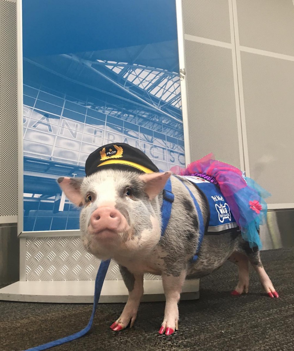 這時如果有隻可愛機場特派小豬可以陪你玩,一解你的悶意,相信在侯機時刻也感到滿滿的快樂。