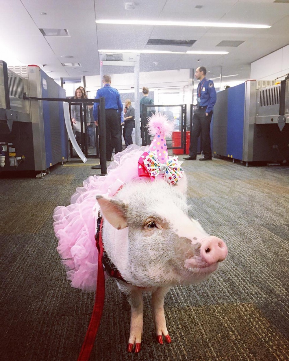 聽到這消息是否有點懷疑人生,竟然豬都可以成機場職員?