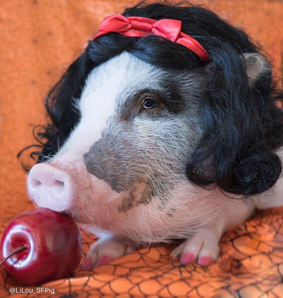 其實最經典的一定就是這個白雪公主造型,而且還認真到為牠配上一個蘋果