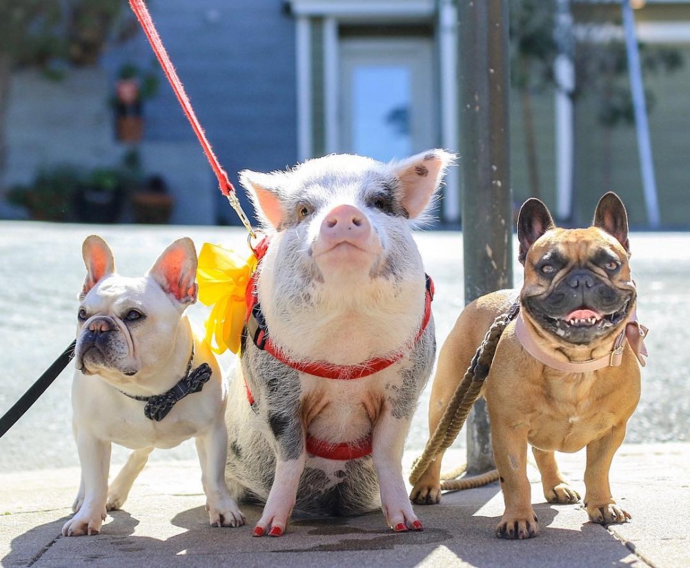 現時LiLou小豬因人氣太厲害,所以主人也為牠開辦了個人IG小專頁