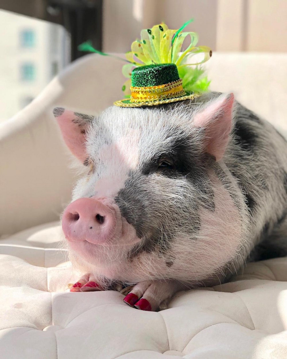 有時還會穿上不同的節日服飾,如新年必備中式服、聖誕服等