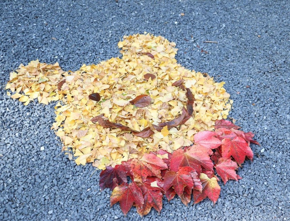 成為了神社另一種賞銀杏的打卡地標,銀杏版的小熊維尼你又見過嗎?