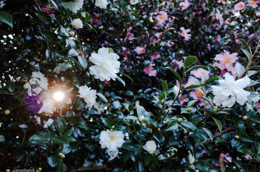 camelia-hill