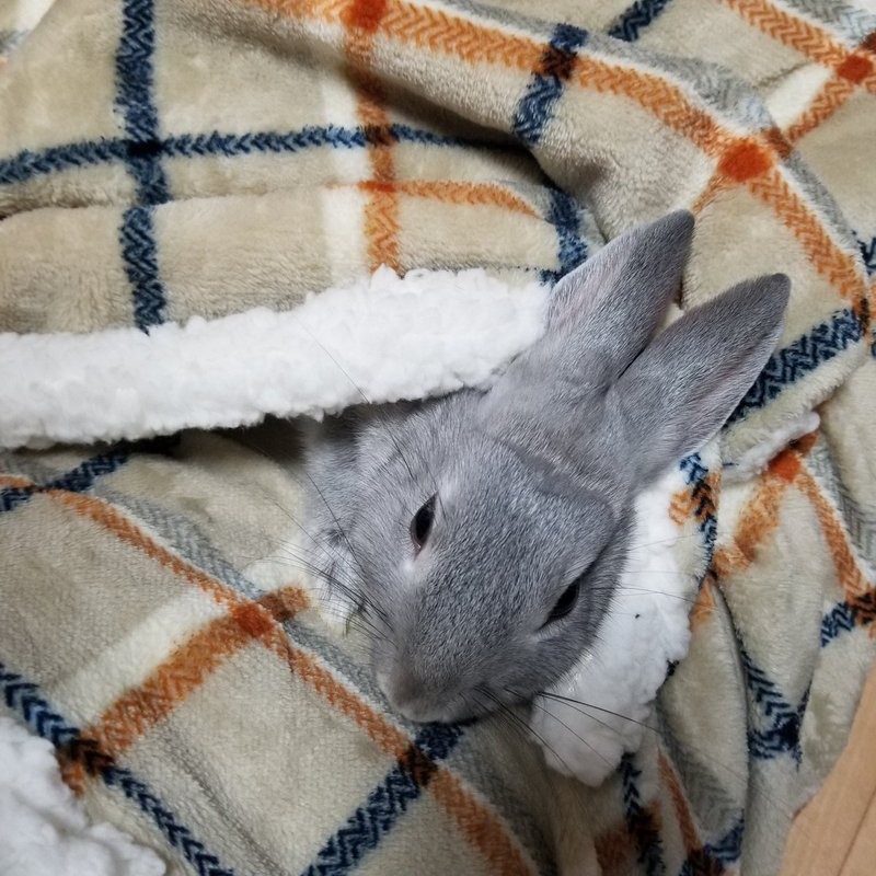 加上在主人視角下望著可愛的小動物真的萌到不要不要
