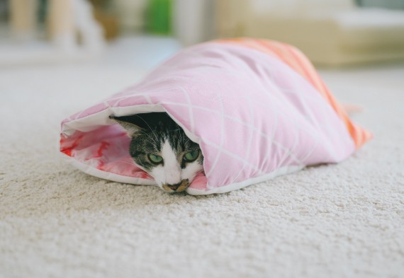 這系列的甜點暖被窩真的好萌,有興趣的女生就到官網查看更詳細的資料吧!