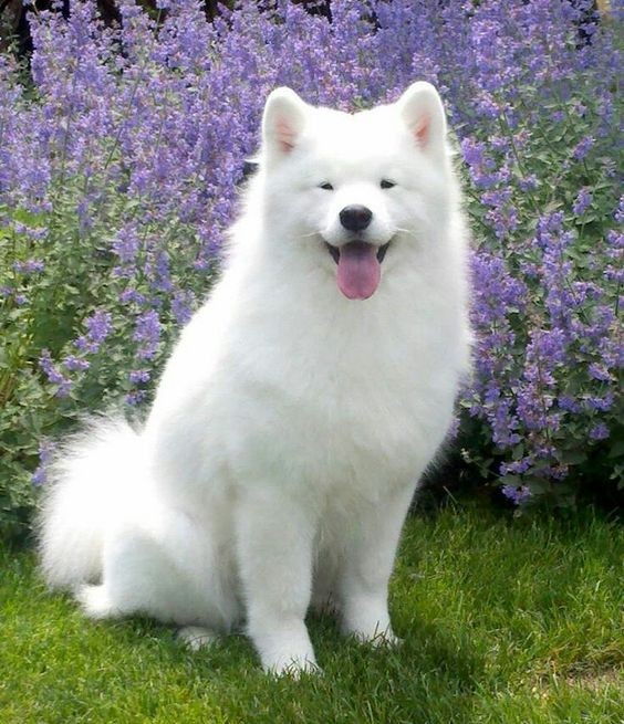 c1752e50972e80abb9798b4d0d642572