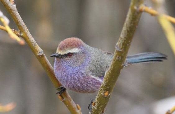 牠們也會經常發出輕柔舒適的「唧唧」聲，清脆悅耳的聲音令你感到超悠然自在